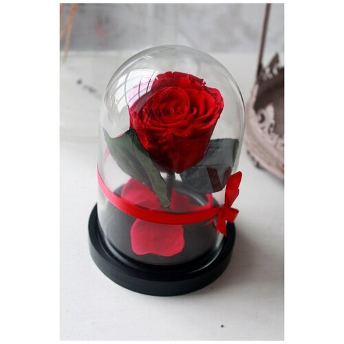 Стабилизированная роза в колбе Mini 3-4 см, красная