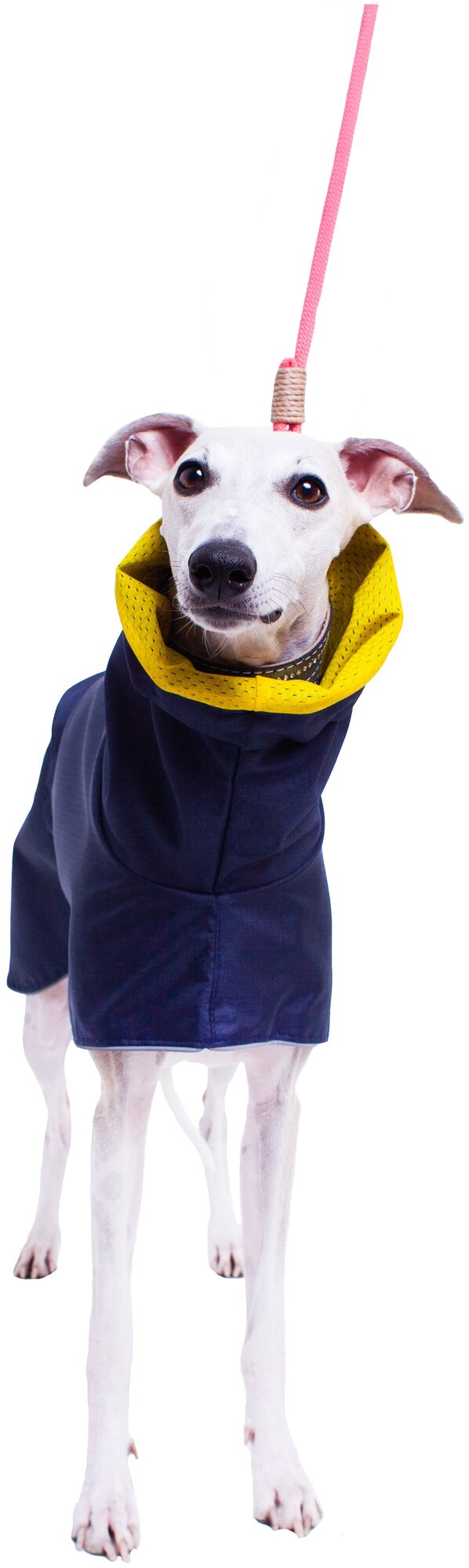 Дождевик для собак породы Левретка, цвет: синий, желтый, размер S3 .Дождевик для бесхвостых собак и с низкоопущенным хвостом - фотография № 3