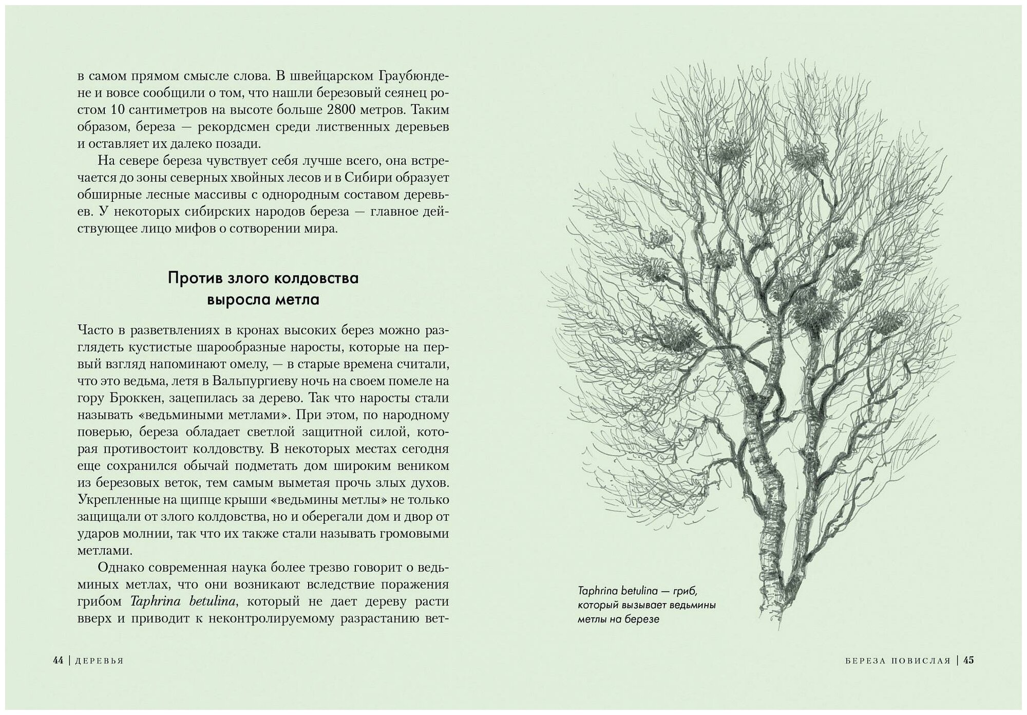 Деревья: Как жизни человека и дерева переплетены друг с другом - фото №4