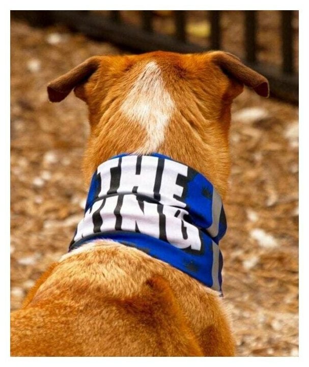 Шарф снуд со светоотражателем для собаки SA Co. THE KING - фотография № 3
