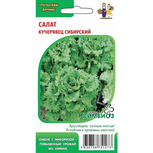 Семена Салат Кучерявец Сибирский(5шт.) салат санторо 5шт нф нетипичный фермер