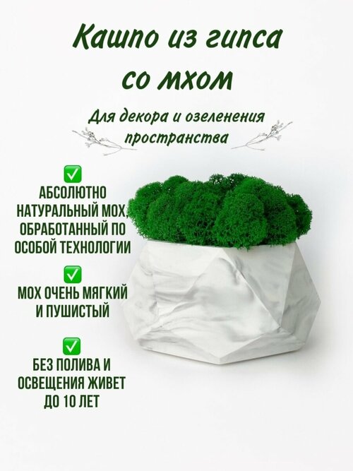 Кашпо со мхом