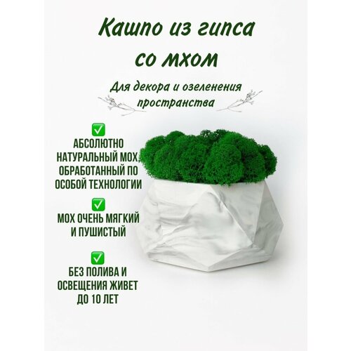 Кашпо со мхом 1401₽