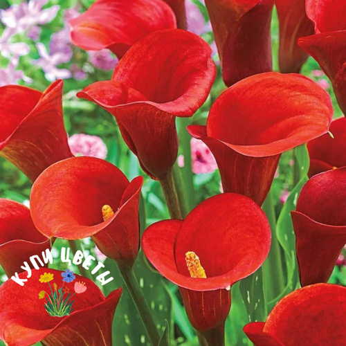 Калла VERMONT (2 шт)