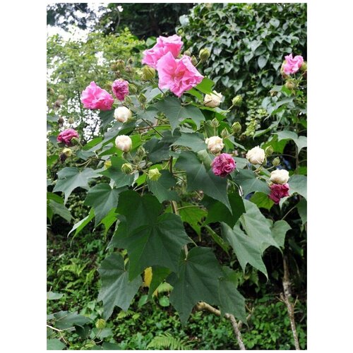 Семена Гибискус изменчивый (Hibiscus mutabilis), 10 штук