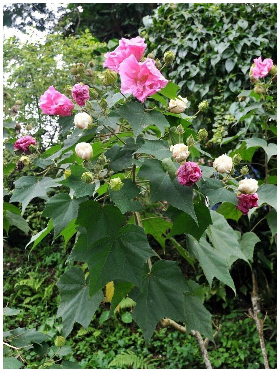 Семена Гибискус изменчивый (Hibiscus mutabilis) 10 штук