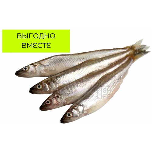 Корюшка свежемороженная, 9кг (FISHLIFE)