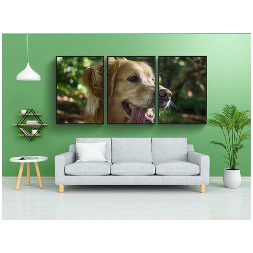 фото Набор модулных постеров для интерьера "животное, собака, ретривер" 60x90 см. в тубусе, без рамки lotsprints