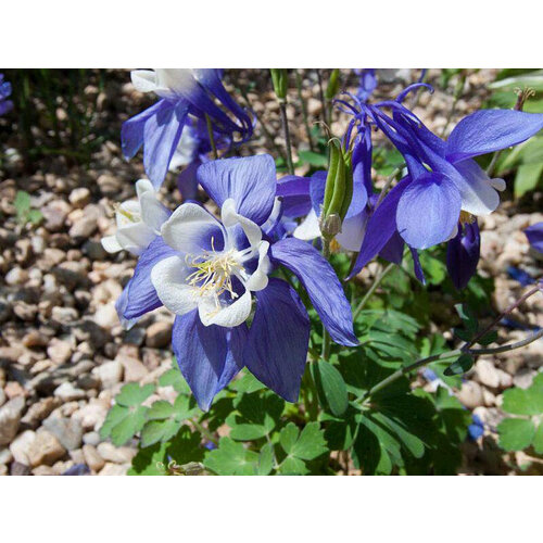 Аквилегия (Водосбор) голубая Spring Magic Blue and White, Саженцы, С1 (1 литр), ЗКС - Цветы многолетние аквилегия водосбор обыкновенная barlow blue barlow саженцы с1 1 литр зкс цветы многолетние