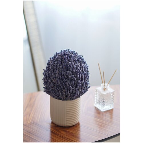 Букет лаванды в большом бежевом керамическом кашпо