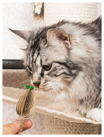 Игрушка для кошек и котят Japan Premium Pet дразнилка Мышонок-летун, серия "Волшебная коробка для кошки" - фотография № 1