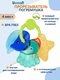 бирюзовый, оранжевый