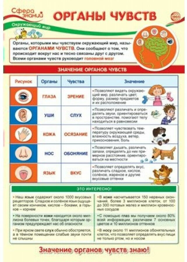 _Плакат(Сфера)_А3 Окруж. мир в нач. школе Органы чувств (ПО-13976)