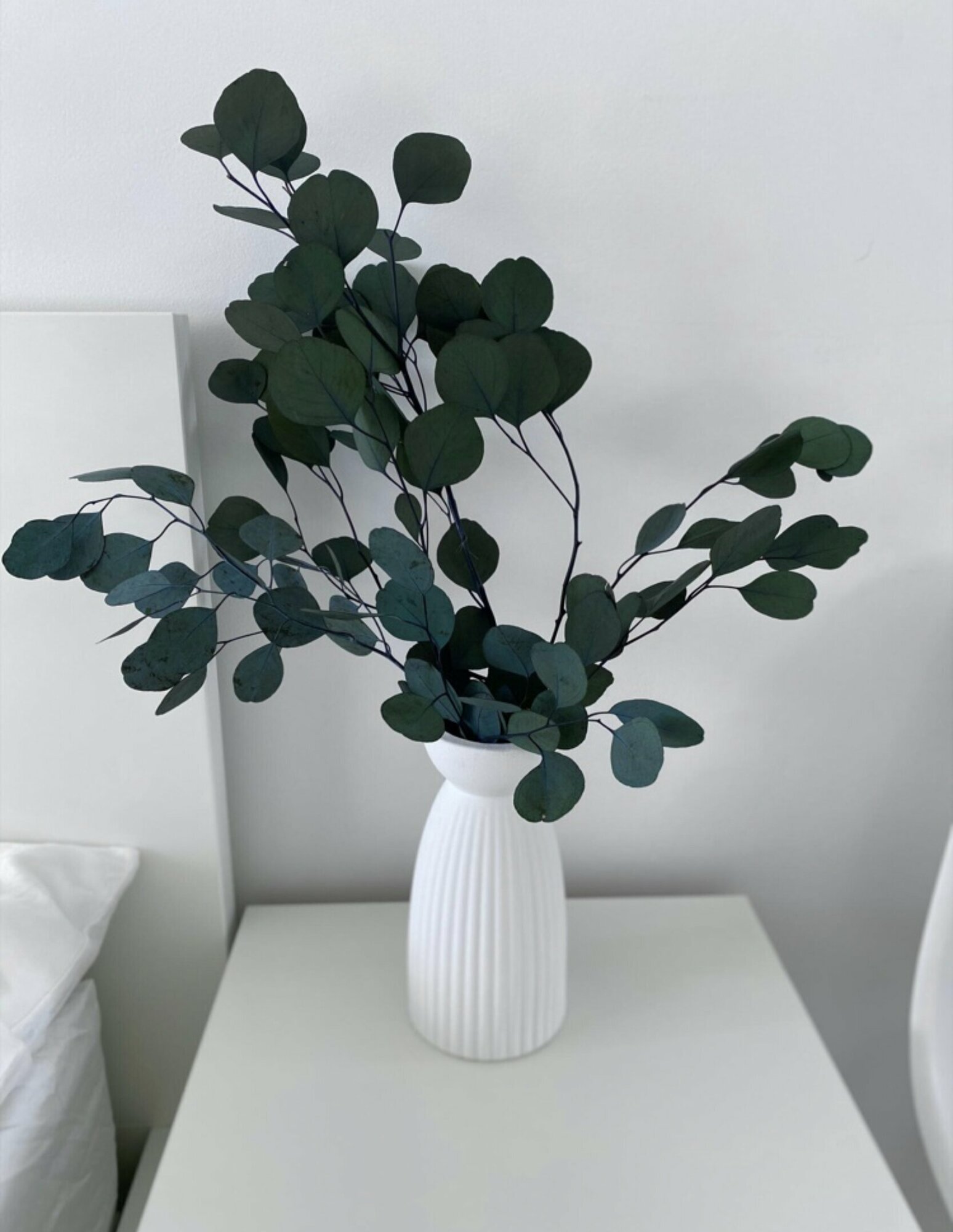 Эвкалипт стабилизированный / Популус (Eucalyptus Populus) 70-75 см