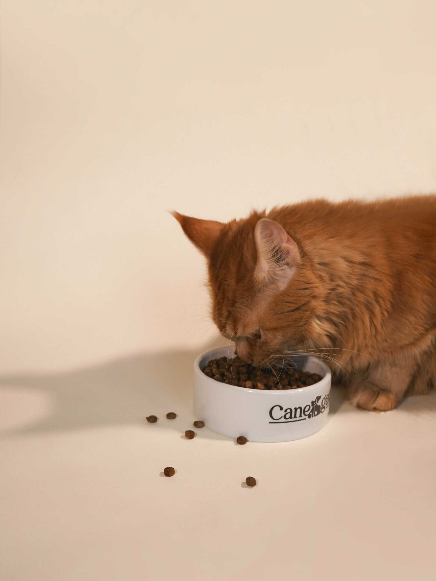 Сухой корм для кошек CANEGATTO, со вкусом Индейки, Супер Премиум, 1,5 кг - фотография № 14