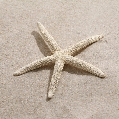 Морская звезда декоративная, 10-16 см, "Пижон Аква", цвет белый
