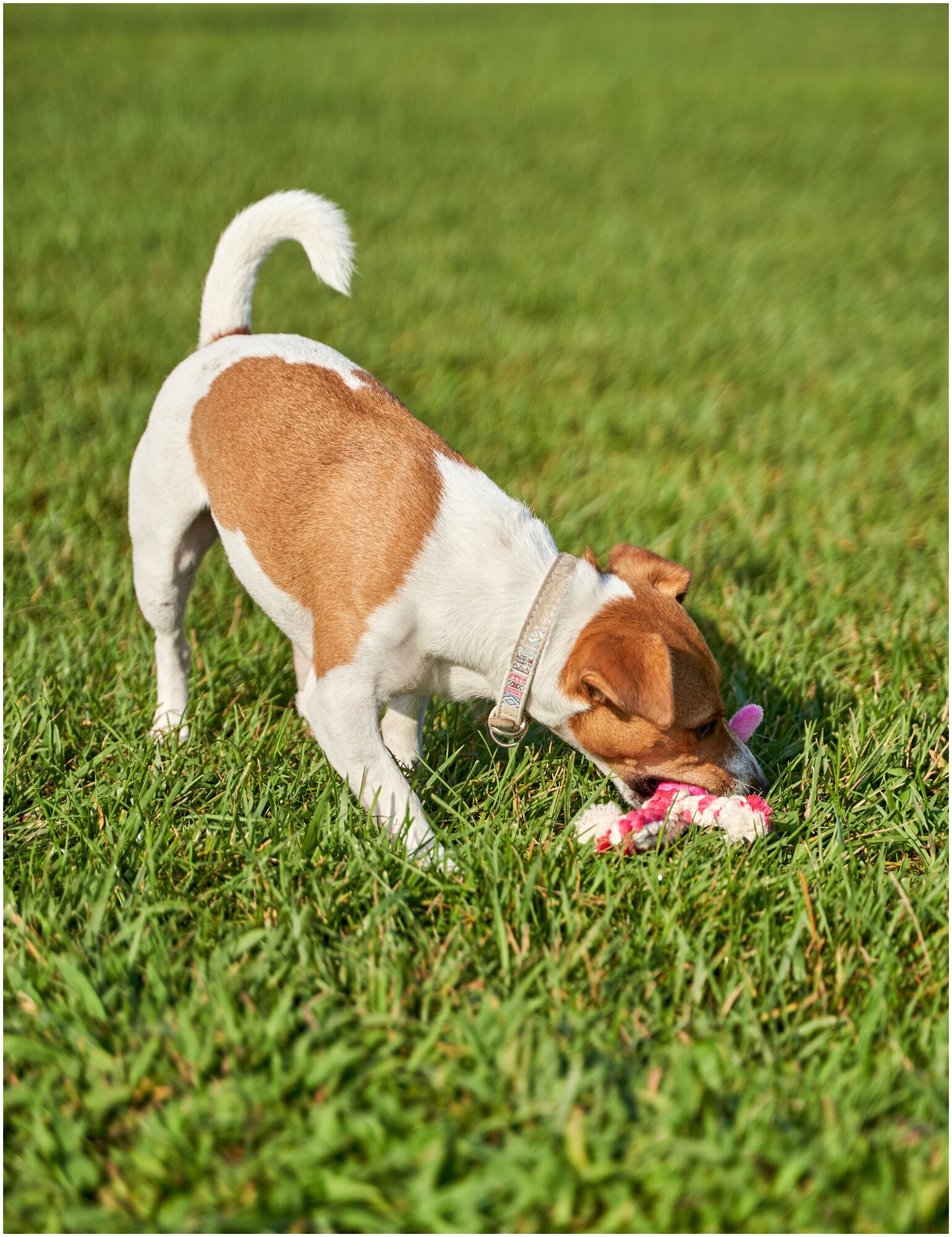 Игрушка для собак Japan Premium Pet гибридная из нежного флиса и прочного хлопка для игры и чистки зубов - фотография № 6