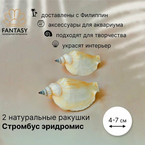 Натуральные морские ракушки FANTASY Стромбус эридромис, 4-7 см, 2 шт.