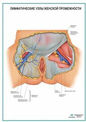 Атлас анатомии: женский таз и репродуктивная система
