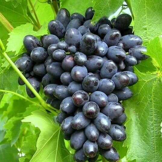 Виноград плодовый 'Кодрянка'