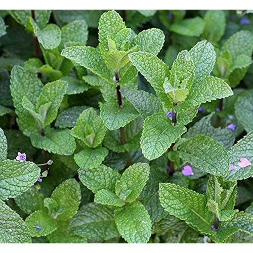 Мята болотная (лат. Mentha pulegium) семена 200шт + подарочные семена