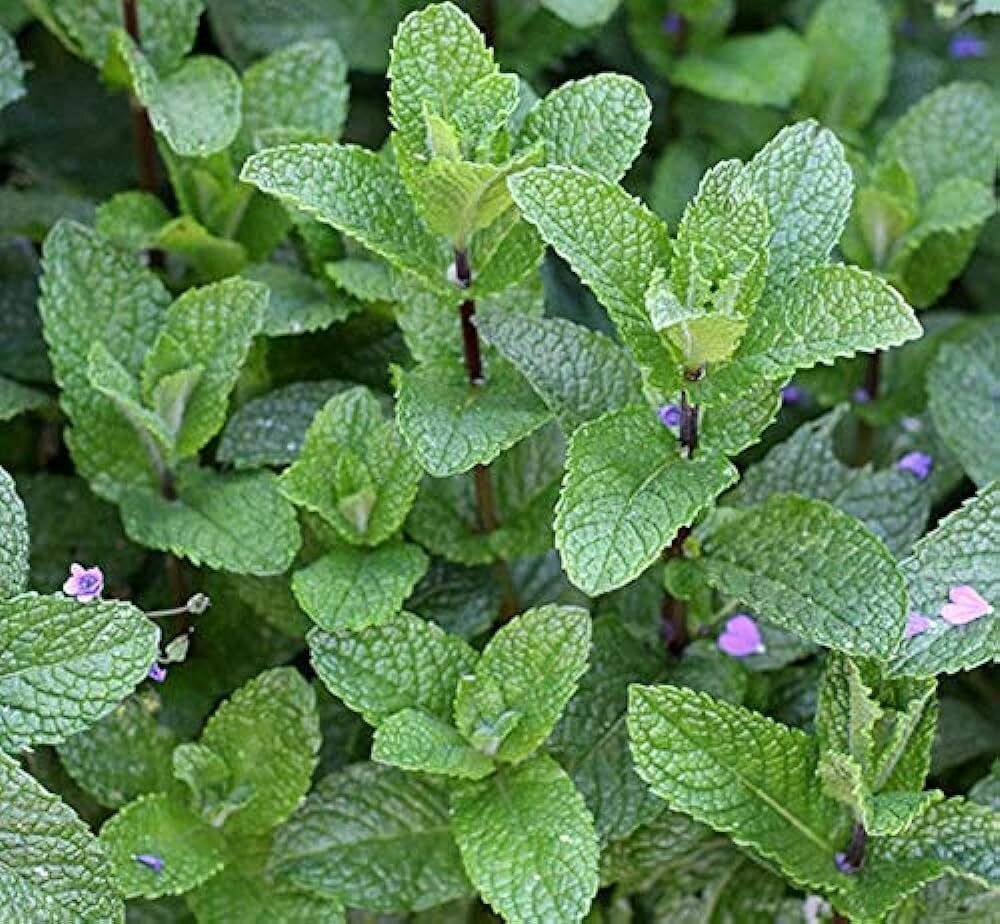 Мята болотная (лат. Mentha pulegium) семена 200шт + подарочные семена