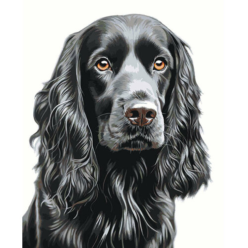 Картина по номерам Собака Спаниель черная 2 40x50 картина по номерам на стену собака спаниель