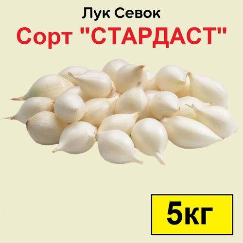 Лук севок Стардаст 5 кг. Урожай 2023