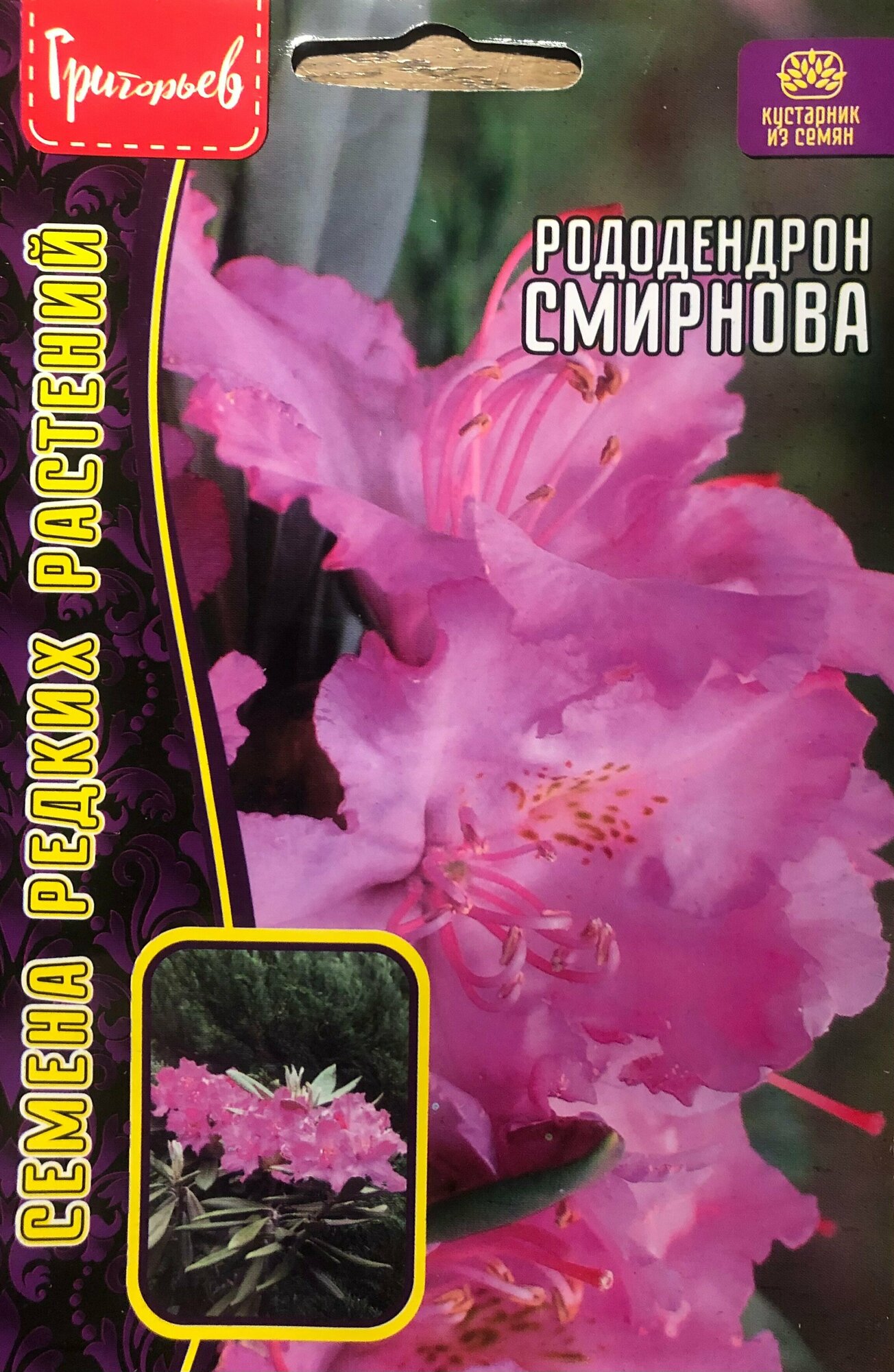 Семена Рододендрона Смирнова (10 семян)