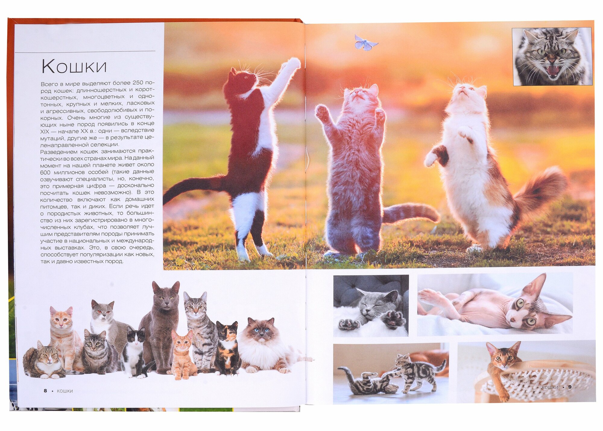 Большая книга о кошках и собаках. 1001 фотография - фото №20