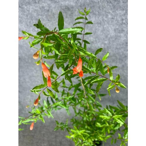 Гранат комнатный Punica granatum (35-40см)