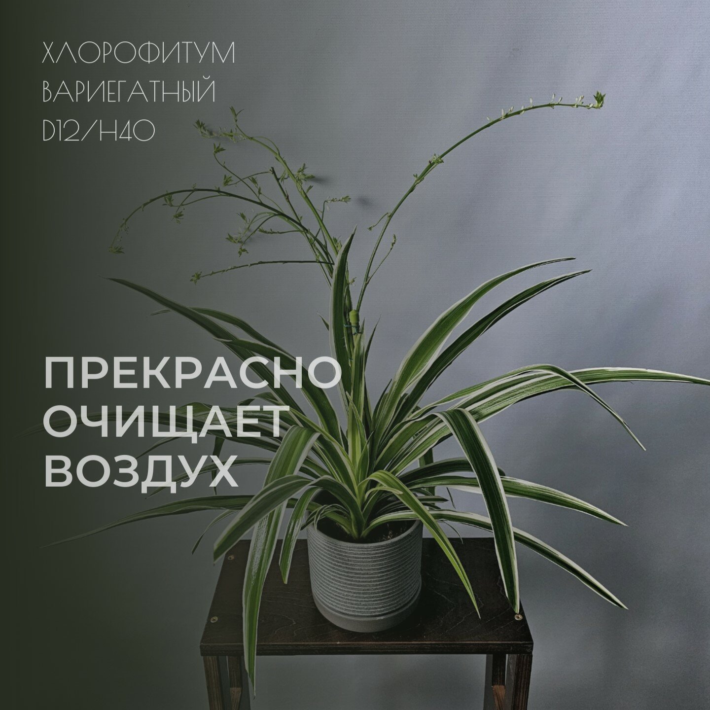 Горшок для хлорофитума — купить по низкой цене на Яндекс Маркете