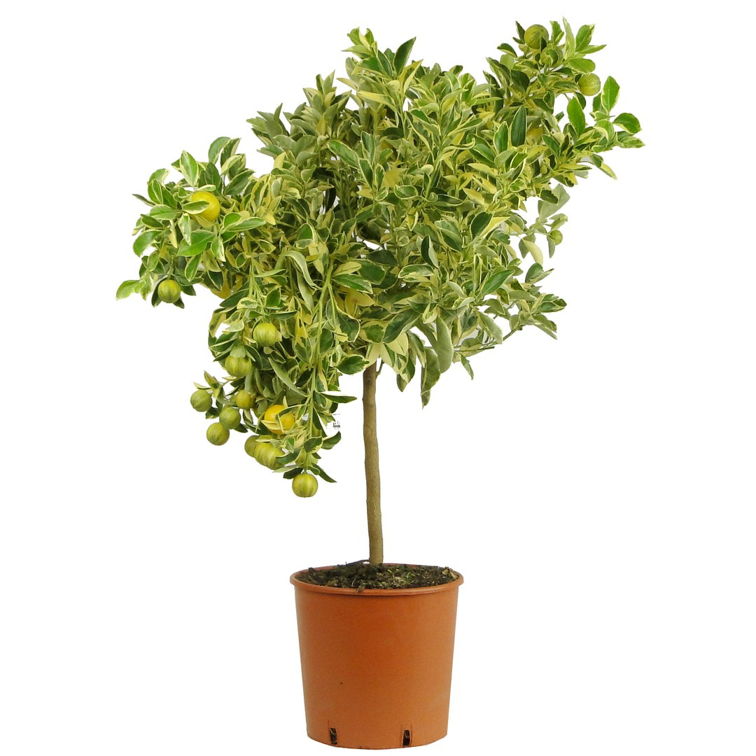 Каламондин вариегатный - Calamandino variegato D20 H100