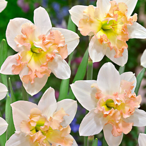 Нарцисс PALMARES (3 луковицы)