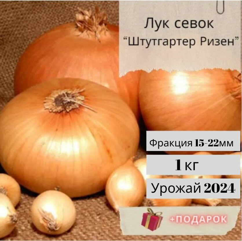 Севок семена "Штутгартер ризенс" 1 кг + подарок