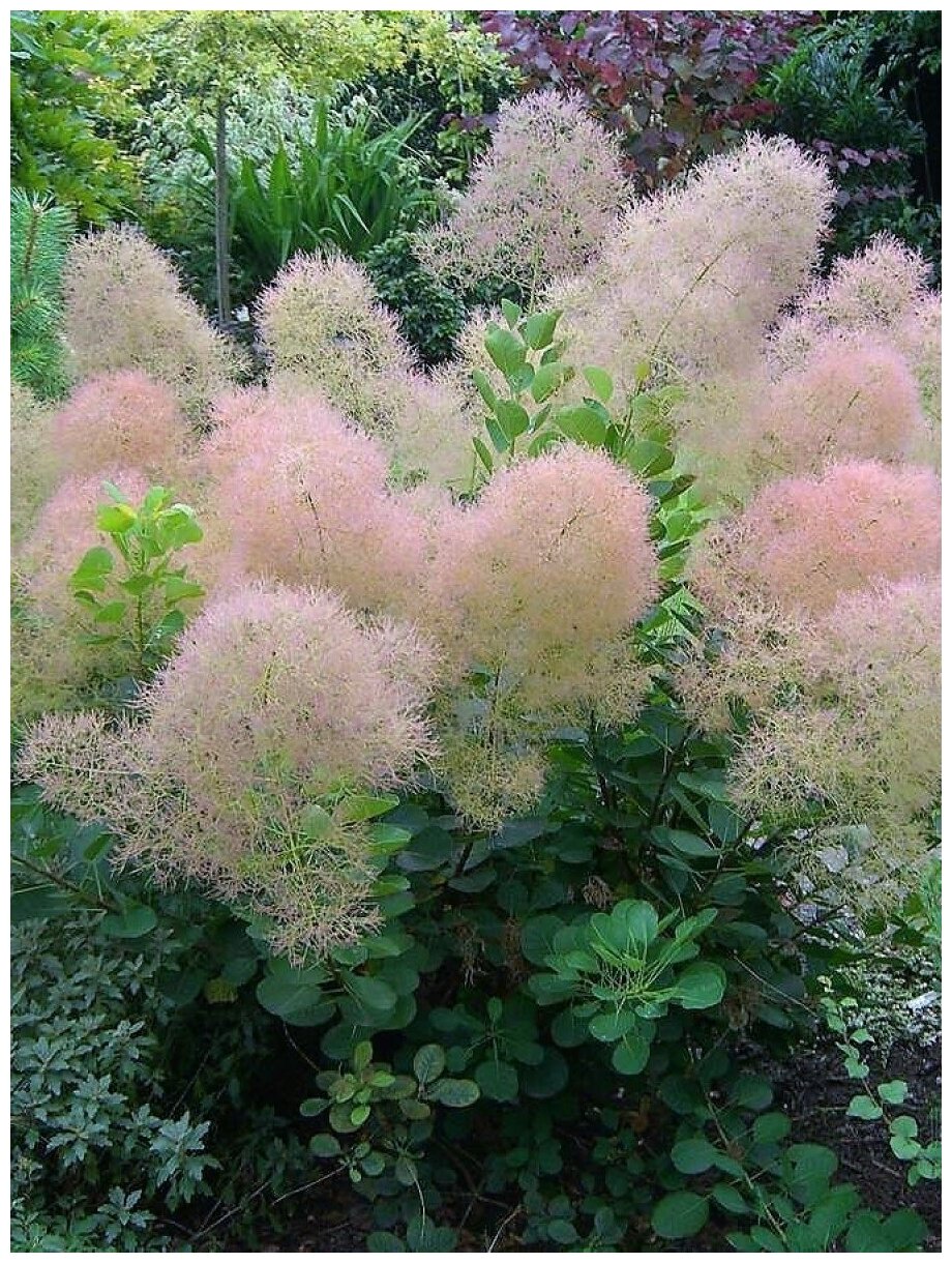 Семена Скумпия кожевенная (Cotinus coggygria) 20 штук