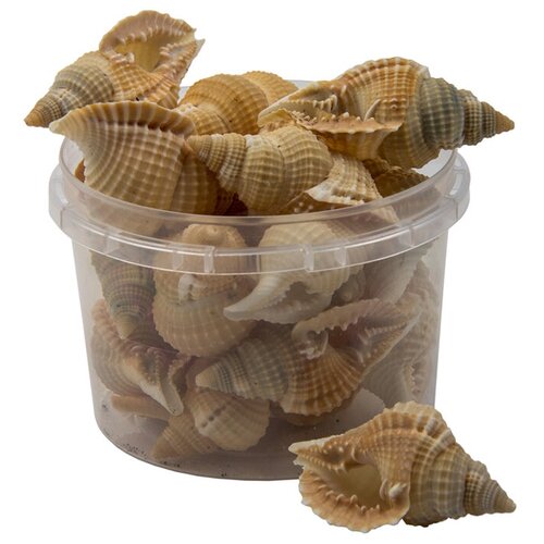 Ракушка Бурса Лиссотома, 100г (280мл), набор