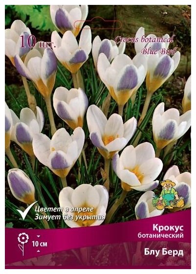 Крокус ботанический Блу Берд 5-7/К 10шт Многолетние цветы луковичные на посадку для сада и дачи