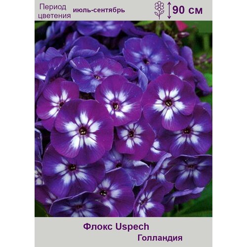 Флокс Успех (Uspech) 1 корень