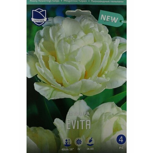 Тюльпан Эвита(Evita), 10 шт
