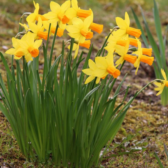 Луковицы Нарцисса JETFIRE ( 3 шт )