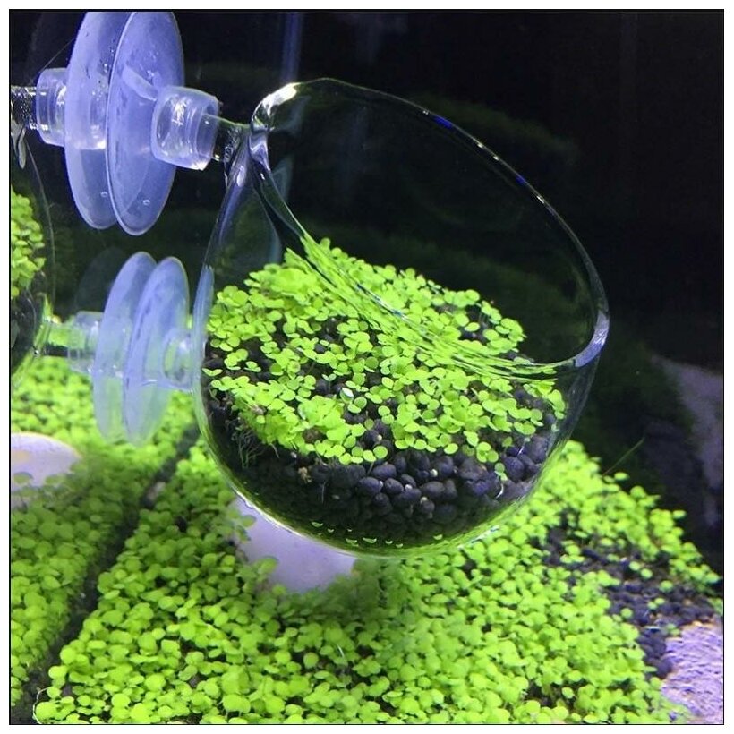 Стеклянное кашпо для аквариумных растений