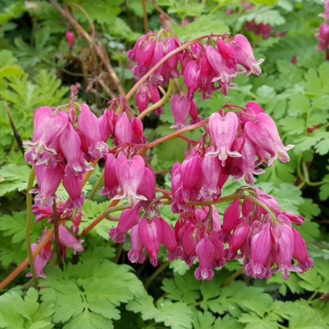 Дицентра Красивая Лакшариэнт (Holland Bulbs (Голландия)) 1 корневище I разбора (наивысшего качества) в пакете с торфом