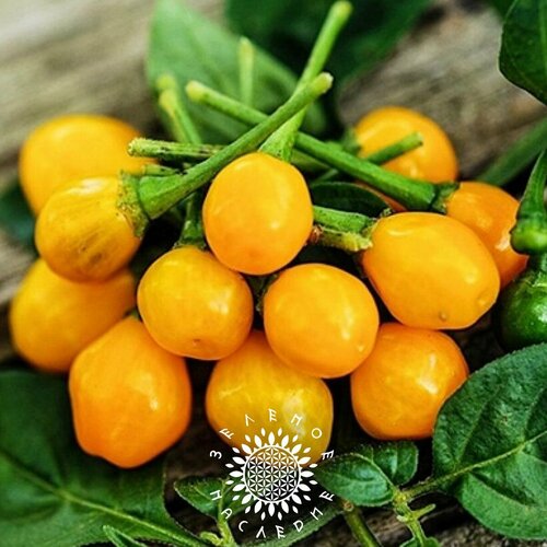 Семена Перец Аji charapita (лат. Capsicum annuum) 10шт от Green Legacy