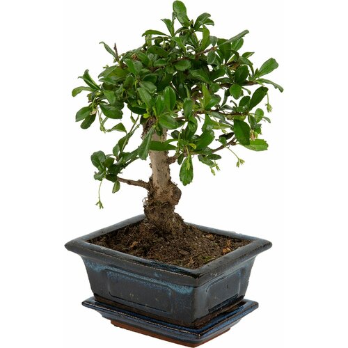Растение бонсаймикс D12 H20
