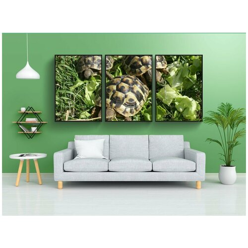 фото Набор модулных постеров для интерьера "черепаха, греческой черепахи, черепахи" 60x90 см. в тубусе, без рамки lotsprints