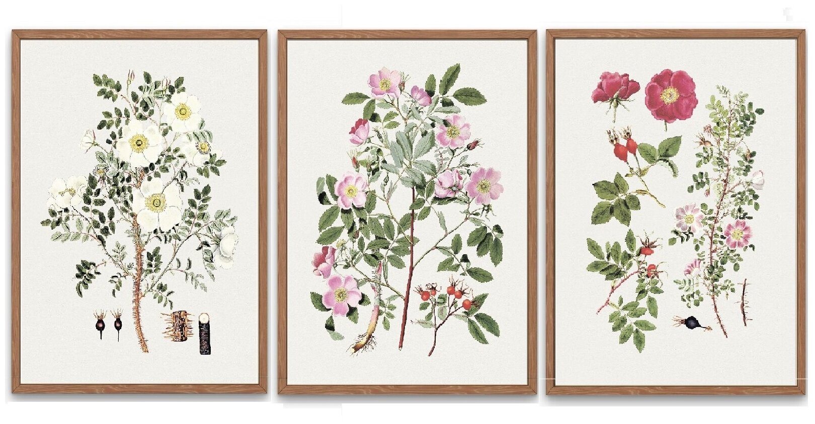 Набор постеров "Ботаническая иллюстрация. Кустовые розы", 3 шт, 21х30 см