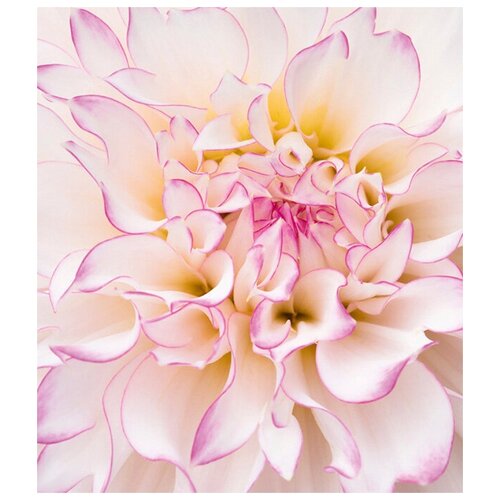 Фотообои Ateliero Георгин розовый 21-8112 2х13 м 691₽