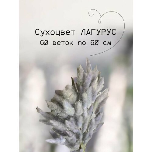 Натуральный лагурус 60см 60шт сухоцвет