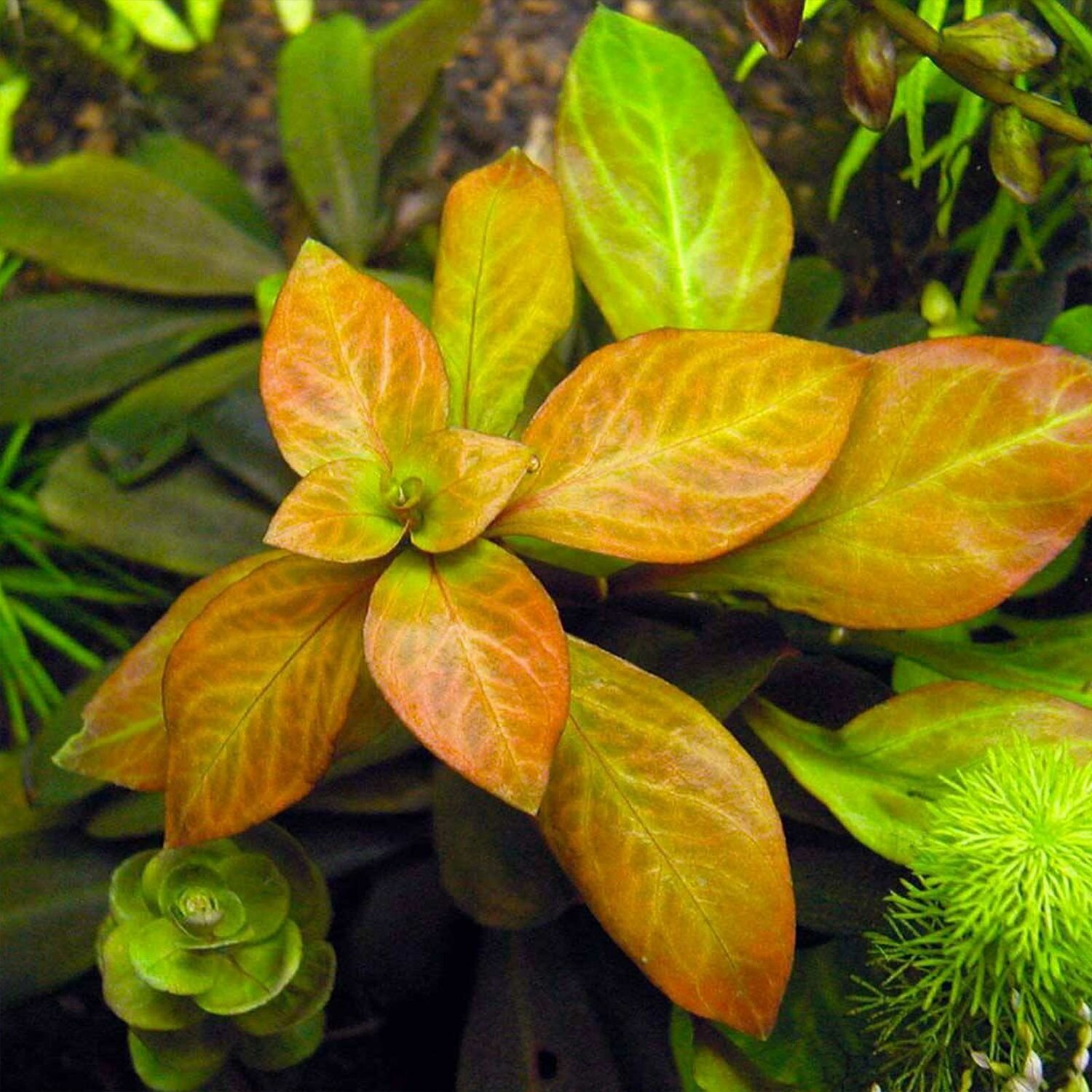 Людвигия темно-оранжевая 3 ветки (Ludwigia spec. Dark Orange). Аквариумное растение. - фотография № 1